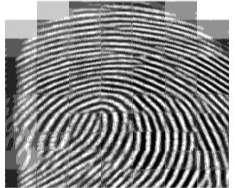 % matching Fingerprint Recognition