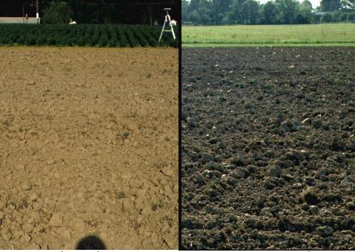 observer Right: Field with rough surface (left):