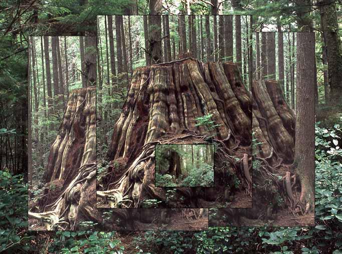 Logging Stump, Long Island Cedars