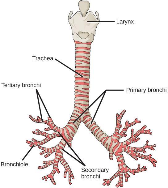 bronchioles) bringing air into and out of the lungs
