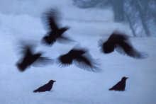48 - Blurred Ravens; Superior National Forest,