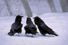 Three Gossiping Ravens; Superior National Forest,