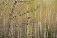size = 60x40 cm, cm, 51 - Great Grey Owl; spring