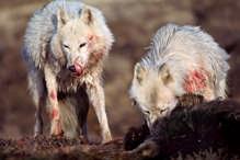 from White Wolf - image size = 60x40 cm, 60 - Arctic Wolves Eat;  from White Wolf - image size =