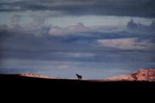 60x82 cm 64 - White Wolf Howling on Horizon; Ellesmere Island, Canada, 1986, National