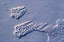 60x40 cm, 65 - Arctic Wolf Tracks; Ellesmere Island, Canada, 1986, National  60x40
