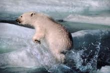 68 - Polar Bear; Ellesmere Island, Canada, 1986, National Geographic