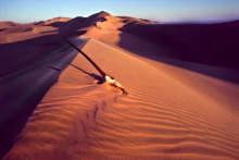 assignment, 1978 image size = 60x40 cm, 87 - Oryx Skull on Namib Desert; Namibia,  cm,