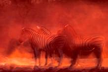 88 - Zebras Dusty Sunset; Etosha National Park, Namibia, National Geographic