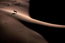 60x40 cm, 91 - Oryx on Namib Desert #2; National Geographic Magazine