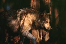size = 60x40 cm, 33 - Spirit of the Forest; Gray wolf in