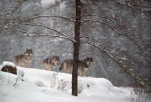 2005 image size = 38 - Wolf Encounter;  Brother Wolf