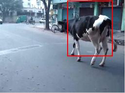 More concretely, if a video is tagged with cow, there should be a cow somewhere in the video. We assume the cow is the dominant object in the video, i.e. it is not too small.