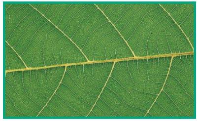 Geometry: Unit 4 Angles in Parallel Lines and Transversals 11. In Botany, many plants are classified by the veins it has on the leaves. The lines that mark the width of each space are parallel.