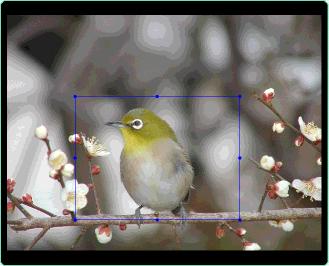 2 Cropping to a specified area 1) Select [Select Area]. 2) In the image display area, select the area of the crop using the selection buttons in the tool bar.