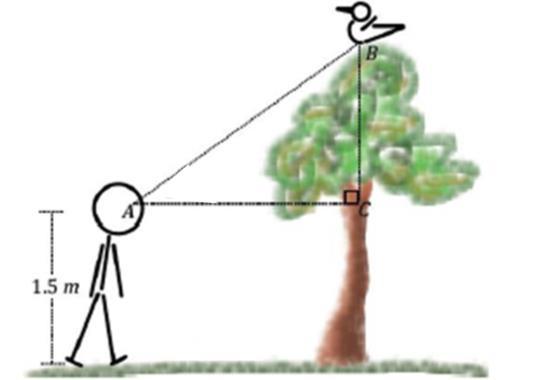 4) Tyler, who is eye level is 1.5 m above the ground, stands 30m from a tree. The tree is 10.5m tall.