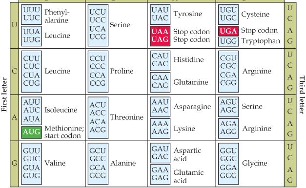 Some biochemical alphabets DNA alphabet: D = {A, T, G, C} RNA alphabet: R = {A, U, G, C} Protein transcription alphabet:
