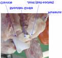 II. Deboning Relate Chicken Shouler Anatomy A.
