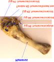 2 shows the skeleton of a chicken front half. Reference [7] has shown the etaile stuy. However, their anatomy stuy cannot be irectly applie to the cutting evice esign. Fig. 2 Front half skeleton. Fig. 4 op ligament an meat.