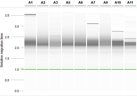gdna analysis This section provides instructions for a visual inspection of genomic DNA quality. Neither size nor concentration determination are possible.