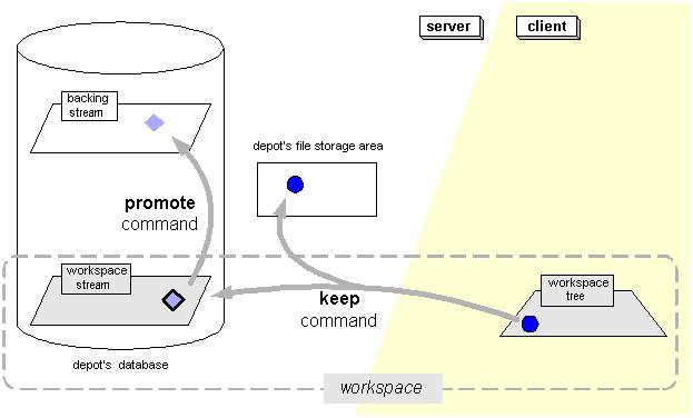 This diagram shows that in AccuRev s client-server world, a workspace has one foot on each side of the divide: The instantiated directory tree associated with a workspace (the workspace tree) lives