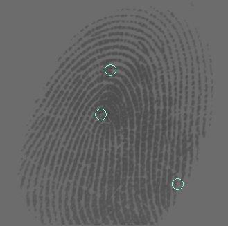 3.1 Fingerprint Singularity Enhancement Singularities, or singular regions, are areas within the fingerprint where the ridge lines assume distinctive shapes.