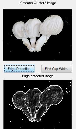 the button Edge Detected Image shows the filtered image. Calculating cap width: Find Hat Width button controls the action. graykmean variable is used in cap width finding algorithm.