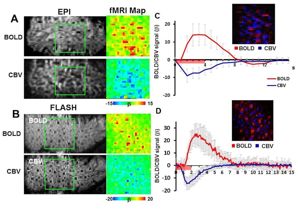 Supplementary Figure 1 BOLD and CBV functional maps showing EPI versus line-scanning FLASH fmri. A.