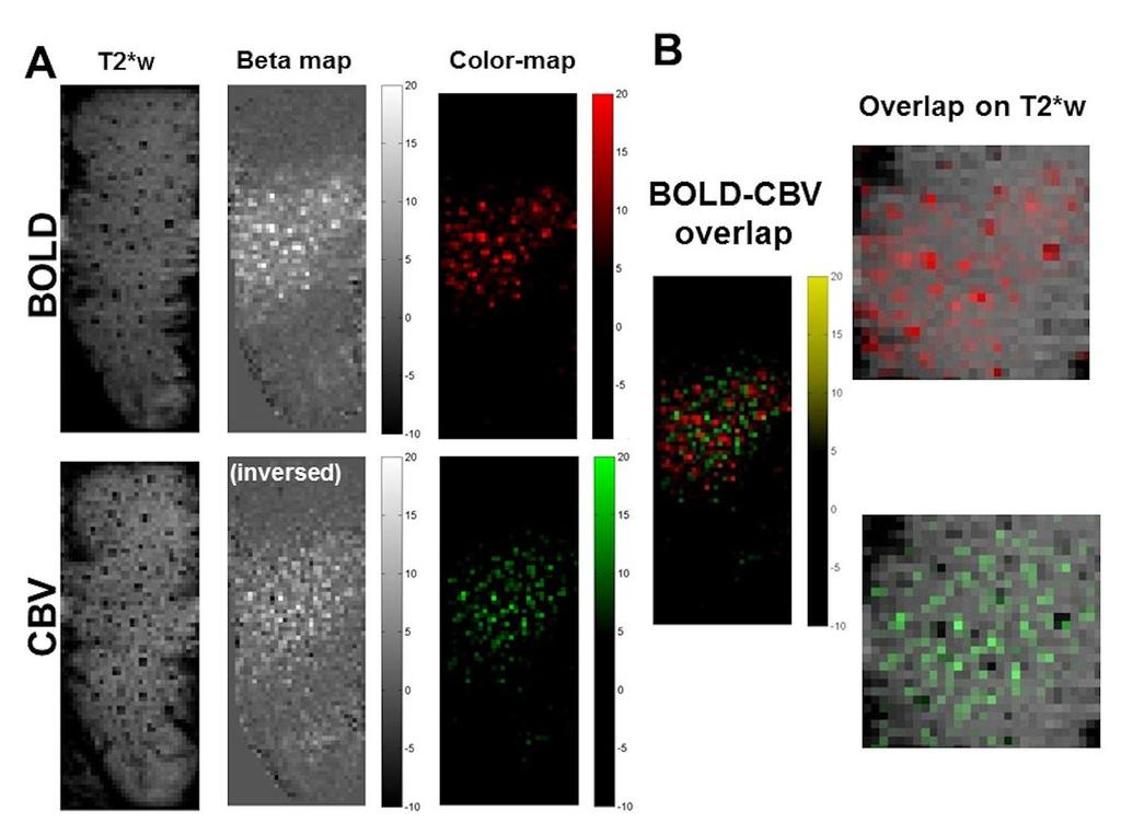 Supplementary Figure 5 Localization of BOLD and CBV fmri voxels. A.