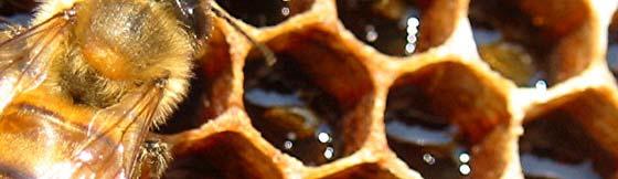 Nature Equal Area Honeycomb