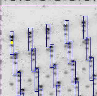 Getting started with High Throughput Gel analysis 5 Release the mouse button to drop the top left-hand track frame onto the top-left hand track on the image: 6 Repeat steps 3 6 for the yellow grid