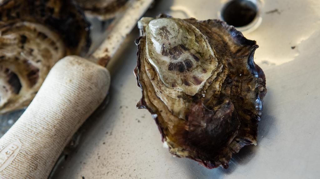 The Yield: Transforming Tasmanian Oyster Farming Challenge The Australian oyster industry, worth about $100 million, is currently losing $25 million yearly from rain-related closures Weather closures