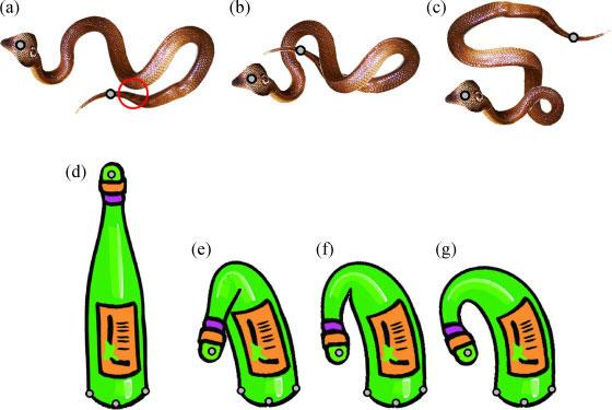 W. YANG AND J. FENG Fgure 3. (a c) Manpulaton of a non-artculated 2D snake wth two handles: (a) the rest shape.