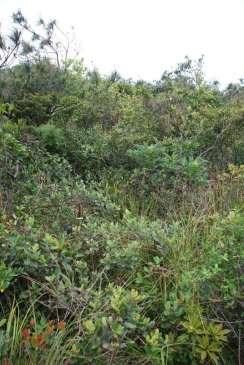 strikes which reach the ground diminishes under dense vegetation.