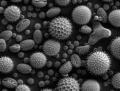 Pollen Grains Under