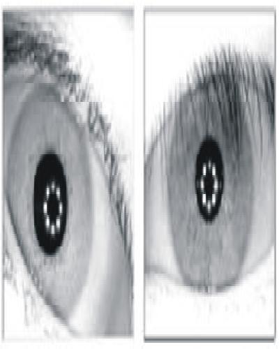 segmentation: (a1, a2) Original image, (b1, b2)