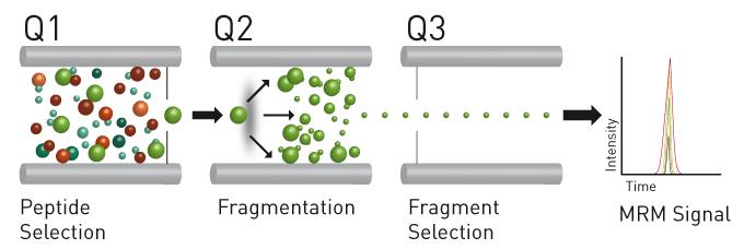Elements of an MRM assay Retention time is an essential part of a MRM assay Triple quadrupole mass spectrometer