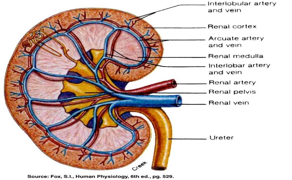 Components: Kidney Arteries Veins Collecting