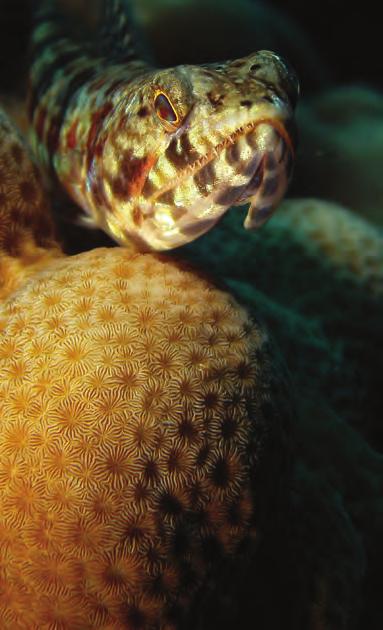 Lighting is one of the most important components of underwater photography.