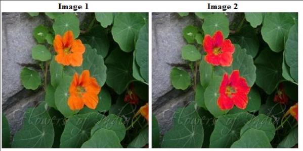 International Journal of Scientific and Research Publications, Volume 5, Issue 1, January 2015 4 Fig. 6.Camellia flower Test Images B.