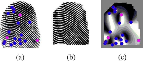 262 IEEE TRANSACTIONS ON INFORMATION FORENSICS AND SECURITY, VOL. 8, NO. 1, JANUARY 2013 Fig. 3. Decomposing a fingerprint. (a) Fingerprint image. (b) Continuous component,. (c) Spiral component,.