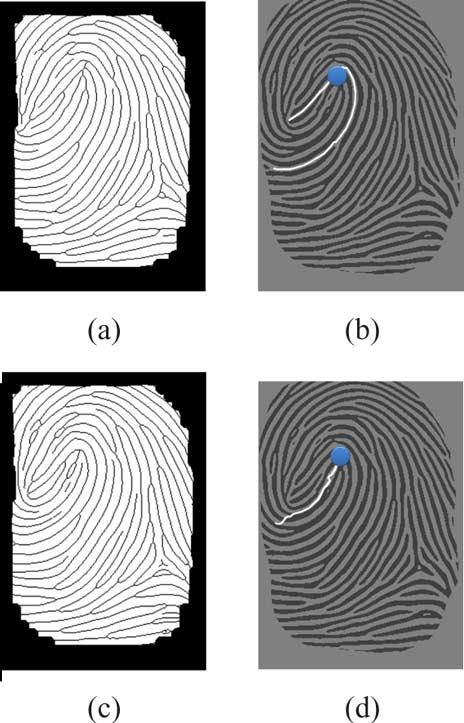 Examples of fingerprints with singular points (the blue dots and red triangle represent cores and delta, respectively). (a), (c), and (e) The normalized fingerprints.