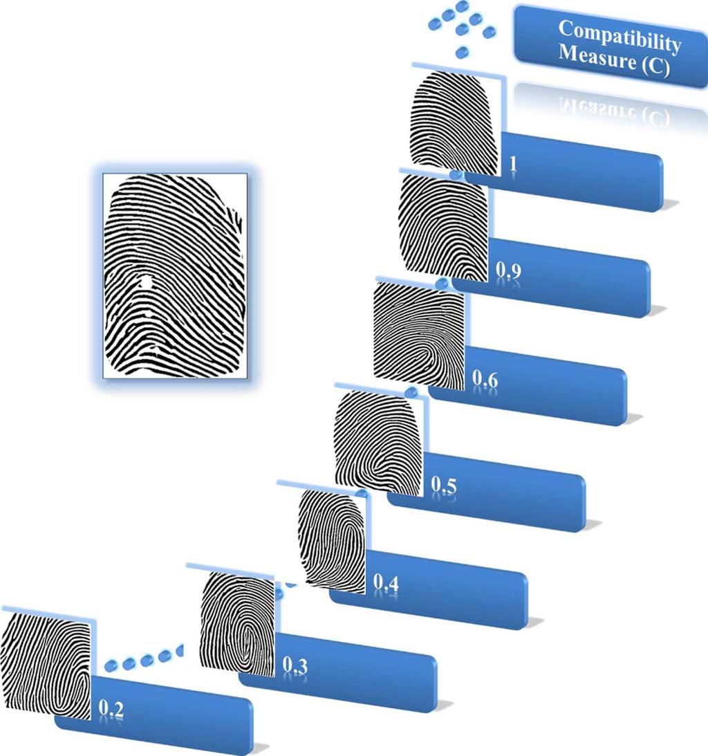 Examples of mixed fingerprints that look unrealistic. Examples of mixed fingerprints that appear to be visually realistic. Fig. 12.