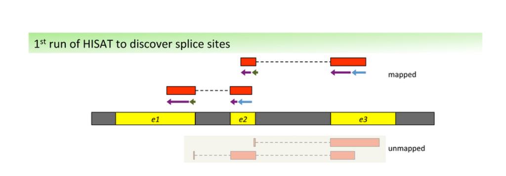 SRA Features: Splice-Aware Splicing refers to the process of cutting the RNA to remove the non-coding part (introns) and keeping only the coding part (exons) and joining them together.