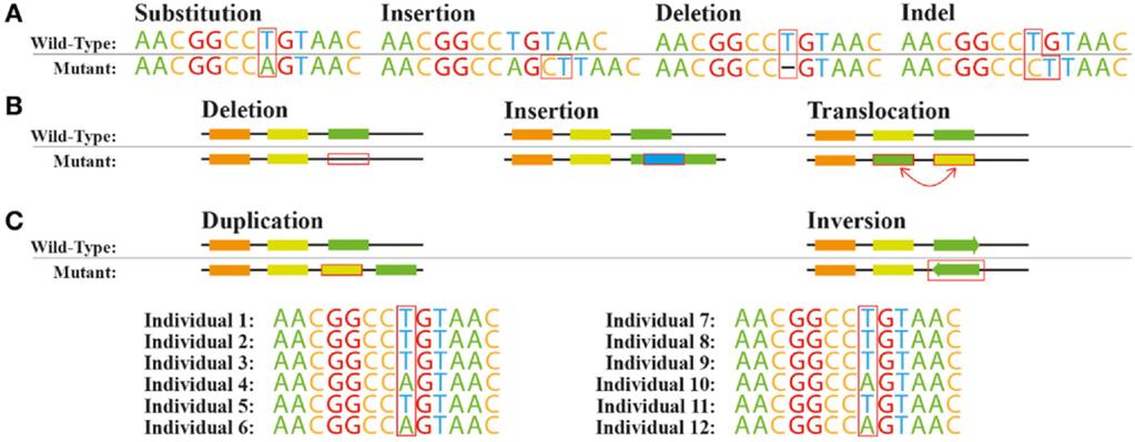 Genetic Variation Cardoso JG, Andersen MR, Herrgård MJ, Sonnenschein N.