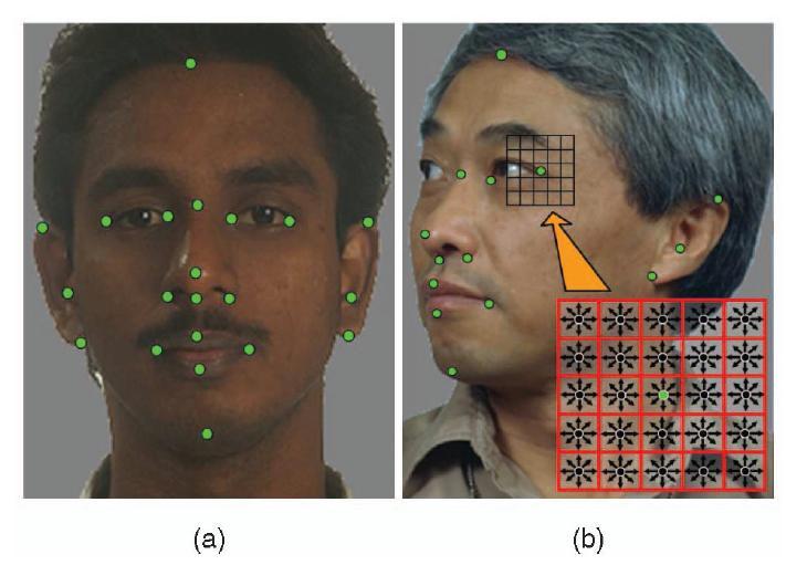 EXPERIMENT 2: FACE IDENTIFICATION WITH LOCAL GABOR DATA Local measurements. (a) 21 keypoints on each face were identified by hand.