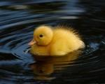 Ugly Duckling Theorem An argument asserting that