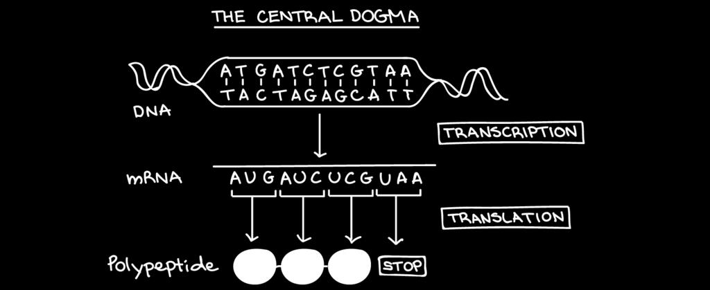 DNA à RNA à Protein Central Dogma Intro to gene expression (central dogma). (n.d.). Retrieved November 05, 2017, from https://www.