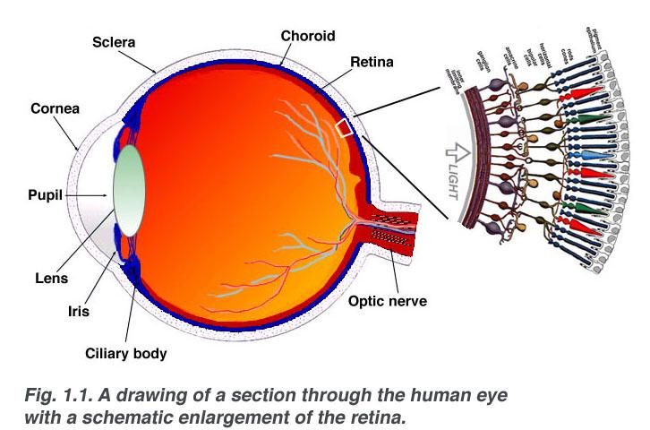 The Human Eye What is