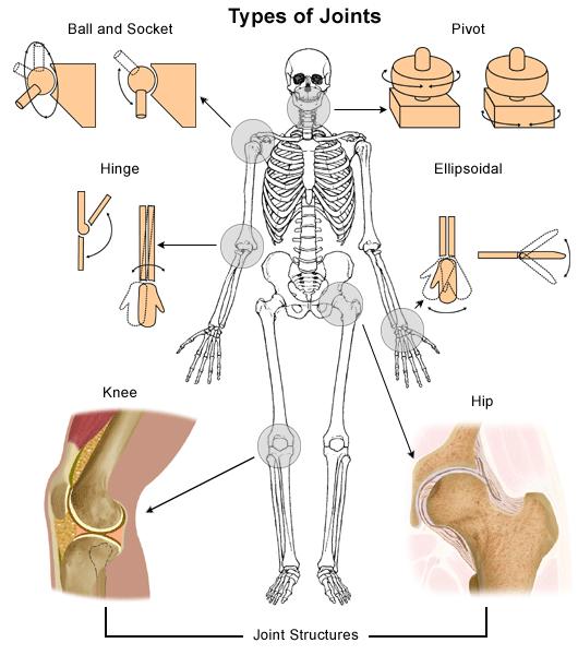 Human joints Human body contains over 100 types of joints, characterized by the types of induced movement.